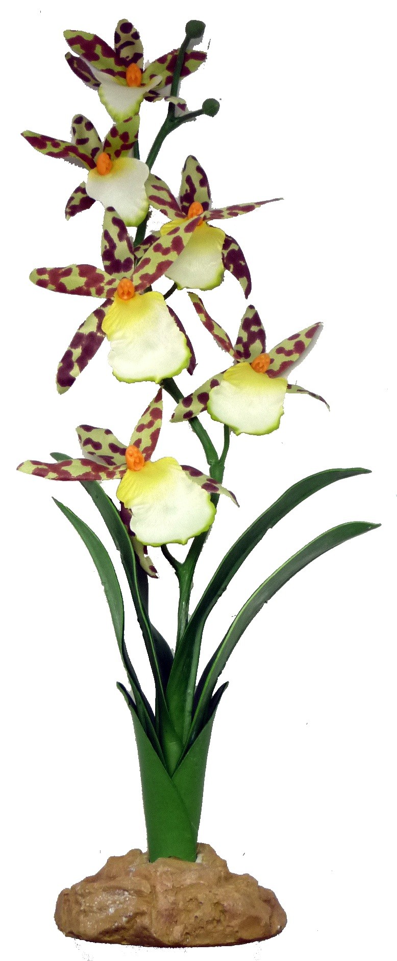 Komodo Spider Orchid 40cm 82512