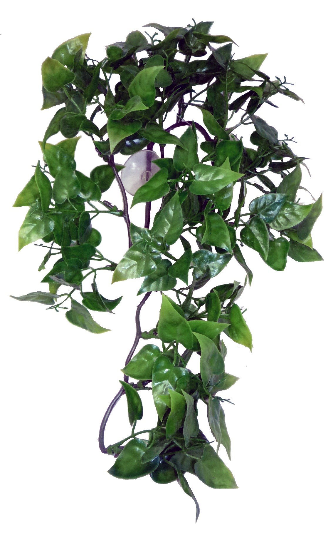 Komodo Philodendron Hanging Plant