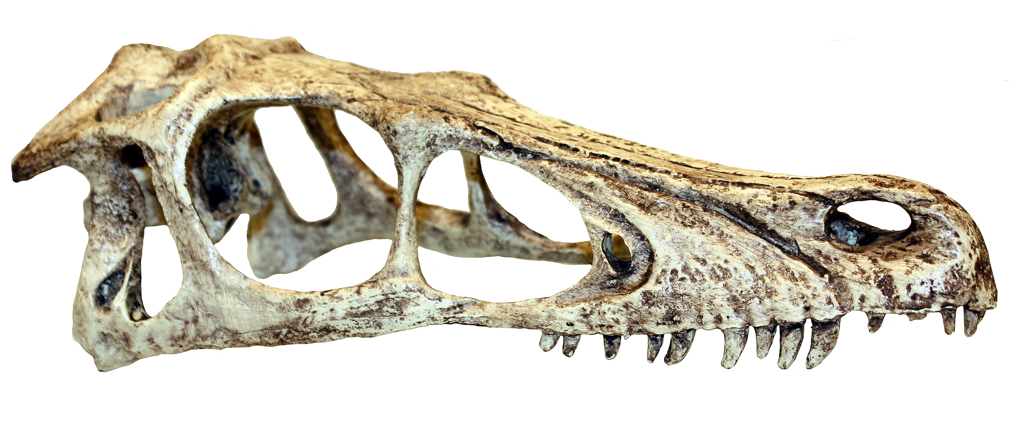 Komodo Raptor Skull
