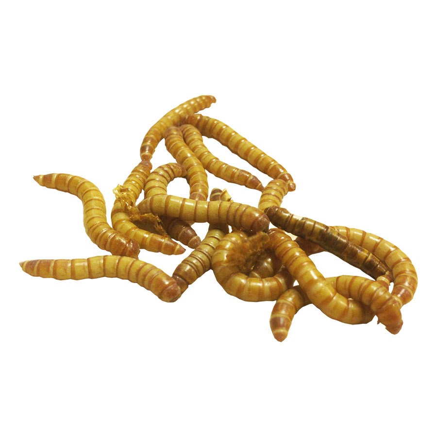 Livefood Giant Meal Worms