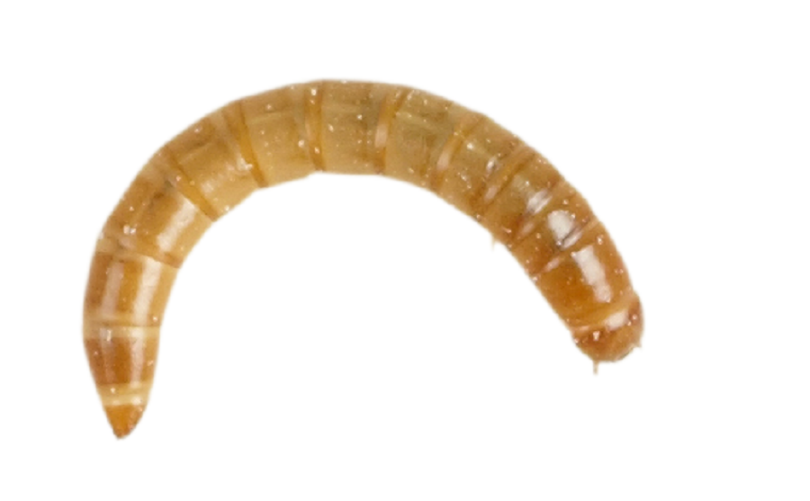 Livefood Meal Worms