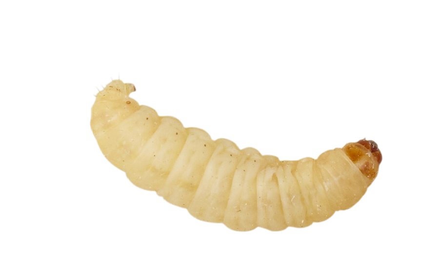 Livefood Wax Worms