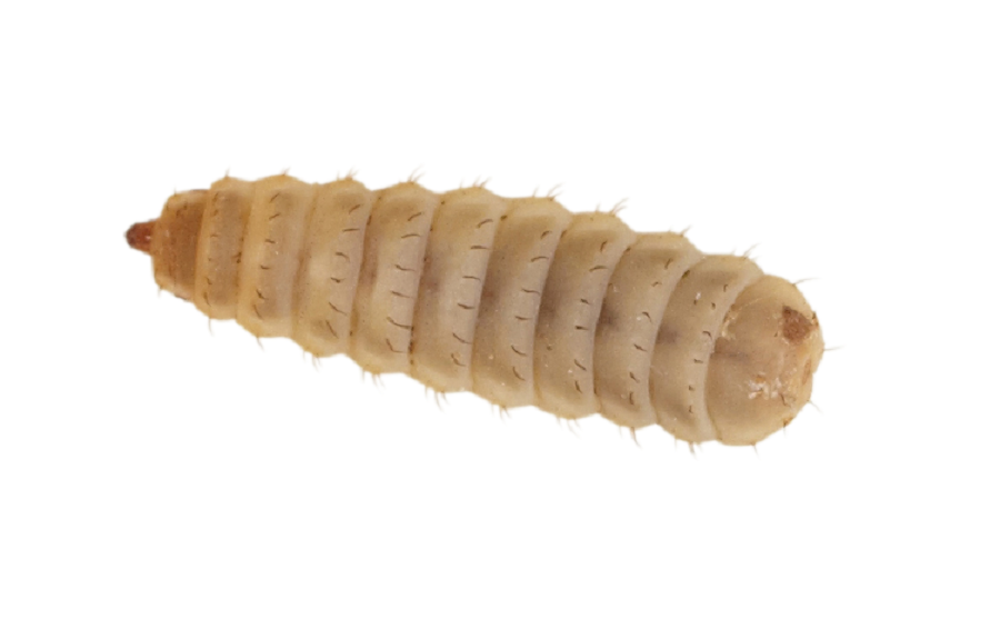 Calci-Worms Small