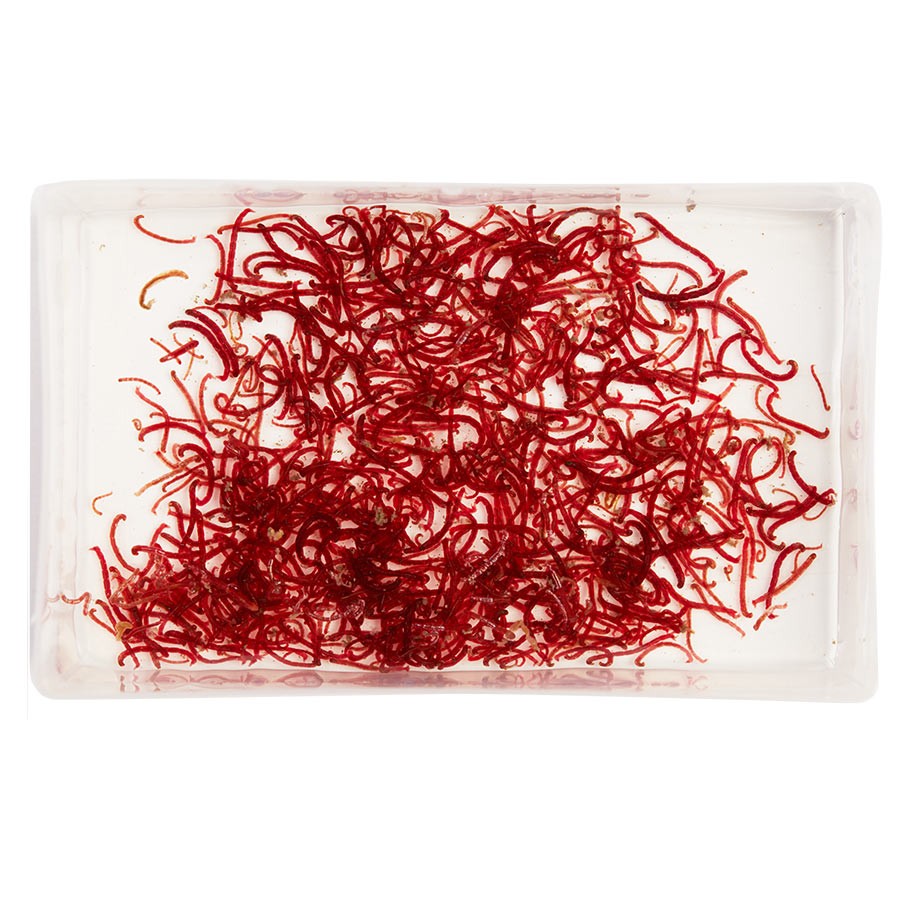 LIVE Bloodworm LARGE (100ml) x 12 Pack