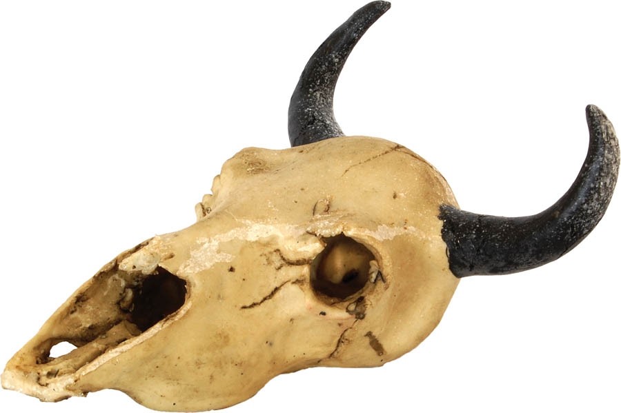 RepStyle Skull Goat 17 x 16.5 x 10cm FP20321