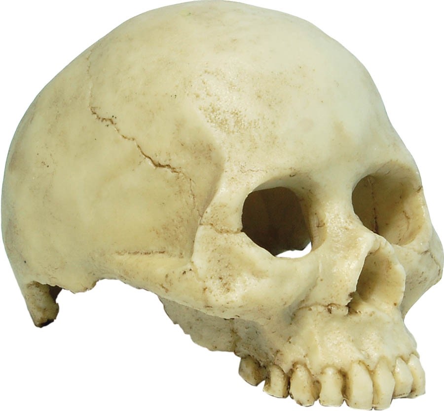 RepStyle Skull Human 13.5 x 9 x 9cm FP950061