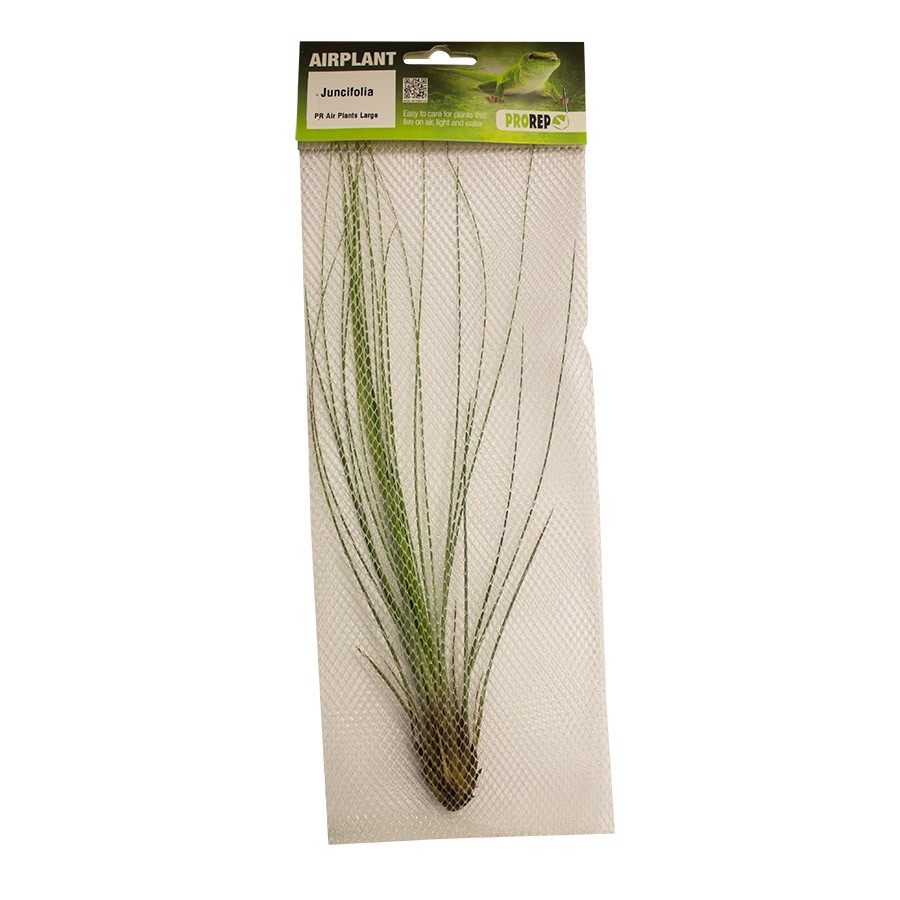 ProRep Air Plant Large Juncifolia PPA040