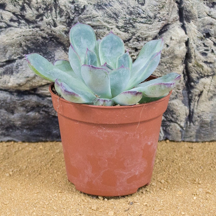 ProRep Live Plant Echeveria setosa 8.5cm pot