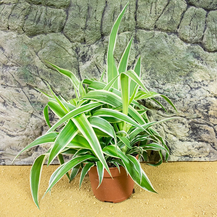 ProRep Live Plant Chlorophytum comosum 10cm pot