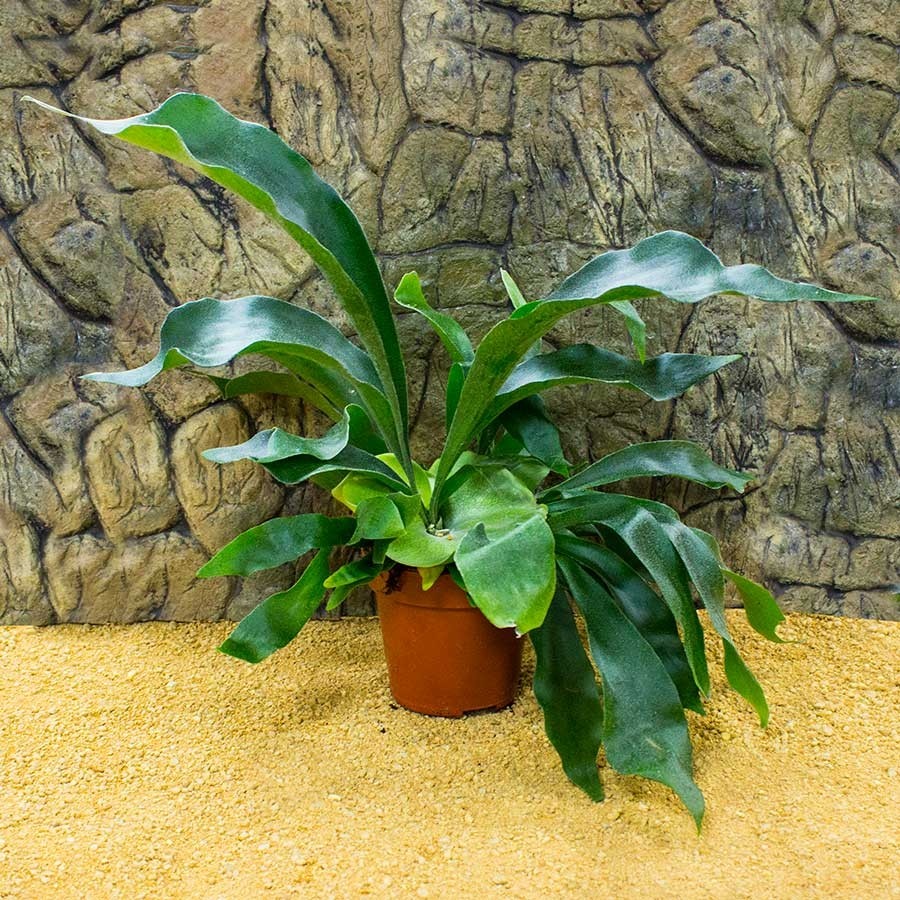 ProRep Live Plant. Platycerium bifurcatum (12cm pot)