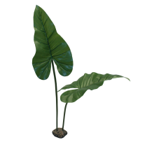 Komodo Philodendron Plant 82545
