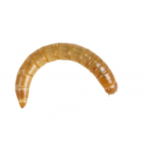 Livefood Morio Worms