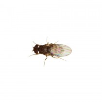 Livefood Fruitfly (Drosophila)