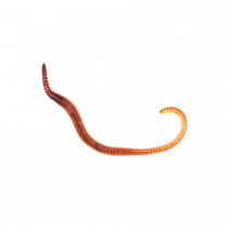 Livefood Small Worms (Dendrobaena)