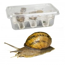 Snails Pre-Pack 8 x Medium