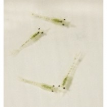 LIVE Aquatic Mysis Shrimp (100ml)