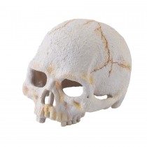 Exo Terra Primate Skull Small, PT2926