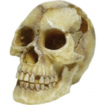 RepStyle Skull Human 12 x 18 x 13cm FP62082