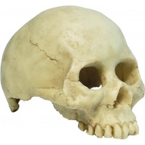 RepStyle Skull Human 13.5 x 9 x 9cm FP950061