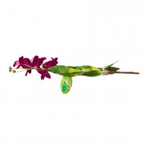 Lucky Reptile Orchid with Stem Ilia IF-05
