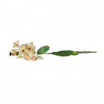 Lucky Reptile Orchid with Stem White IF-06
