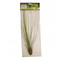 ProRep Air Plant Large Juncifolia PPA040