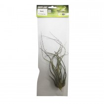 ProRep Air Plant Large Butzii PPA050