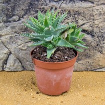 ProRep Live Plant Aloe mitriformis (8.5cm pot)