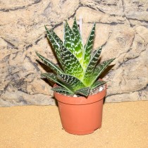 ProRep Live Plant Aloe Tiki Tahi (8.5cm pot)