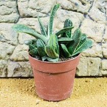 ProRep Live Plant Gasteria little warty 8.5cm pot