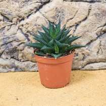 ProRep Live Plant Harworthis limefolia (8.5cm pot)
