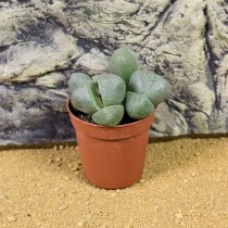 ProRep Live Plant Lithops 5.5cm pot