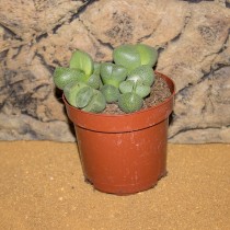 ProRep Live plant Lithops (10cm pot)