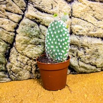 ProRep Live Plant: Opuntia (6cm pot)