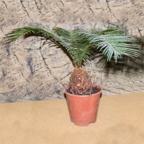 ProRep Live Plant Cycad Sp. (15cm pot)