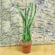 ProRep Live Plant Sansevieria mikado 13cm pot