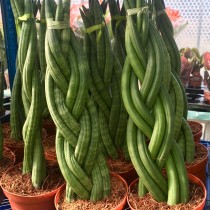 ProRep Live plant. Snake plant 'braided' (12cm pot)