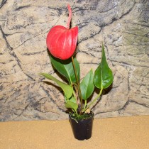 ProRep Live Plant Anthurium (5.5cm pot)