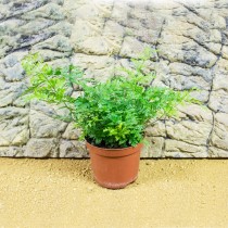 ProRep Live Plant Davalia Fern 8.5cm pot