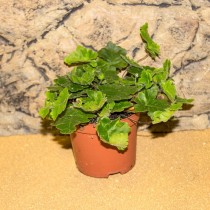 ProRep Live Plant Doryopteris cordata (7.5cm pot)