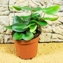 ProRep Live Plant Hemionitus arifolia 8.5cm pot