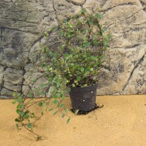 ProRep Live Plant Muehlenbeckia complexa 8.5cm pot
