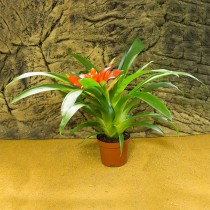 ProRep Live plant Nidularium (12 or 15cm pot)