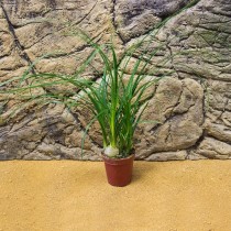 ProRep Live Plant Nolina recurvata (5.5cm pot)