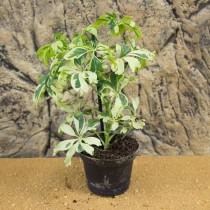 ProRep Live plant. Schefflera arboricola (8cm pot)