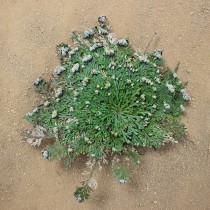 ProRep Live Plant Selaginella jori 8.5cm pot
