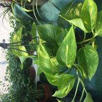 ProRep Live Plant Epipremnum aureum hanging