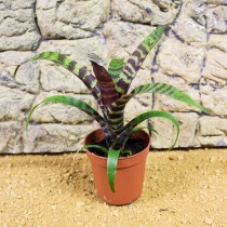 ProRep Live Plant Vriesea fire 5.5cm pot
