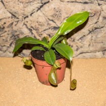 ProRep Live plant Napenthes alata (8.5cm pot)