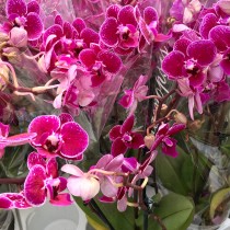 ProRep Live Plant: Orchid Purple